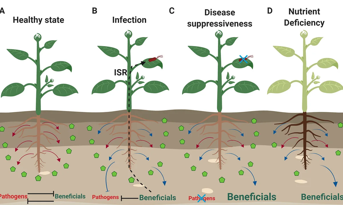 Imagen principal sobre El microbioma del suelo