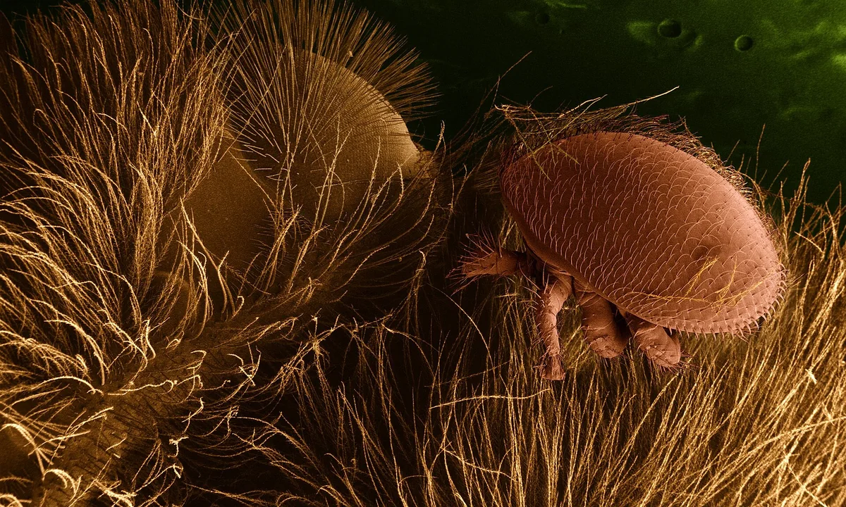 Imagen principal sobre El parasitismo