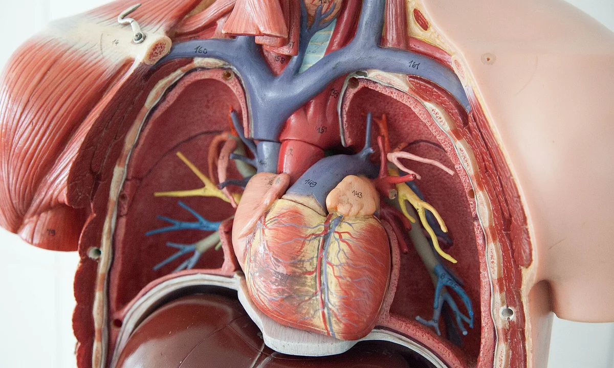 Imagen principal sobre El sistema cardiovascular