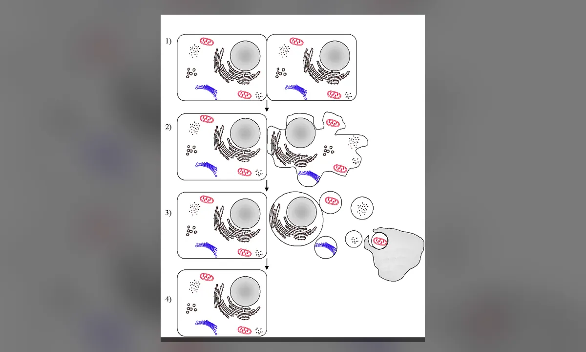Imagen principal sobre La apoptosis