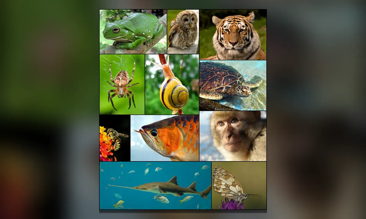 Imagen principal sobre La biodiversidad