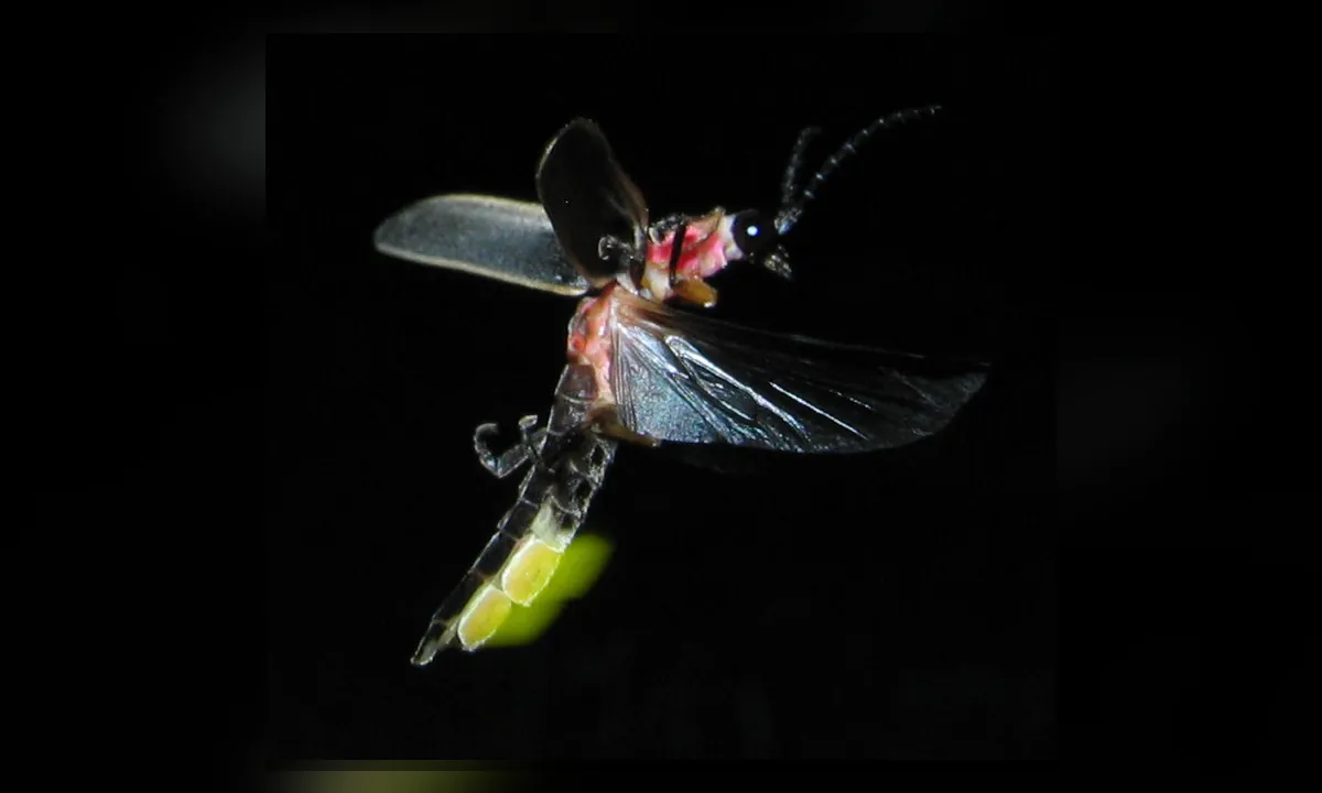 Imagen principal sobre La bioluminiscencia