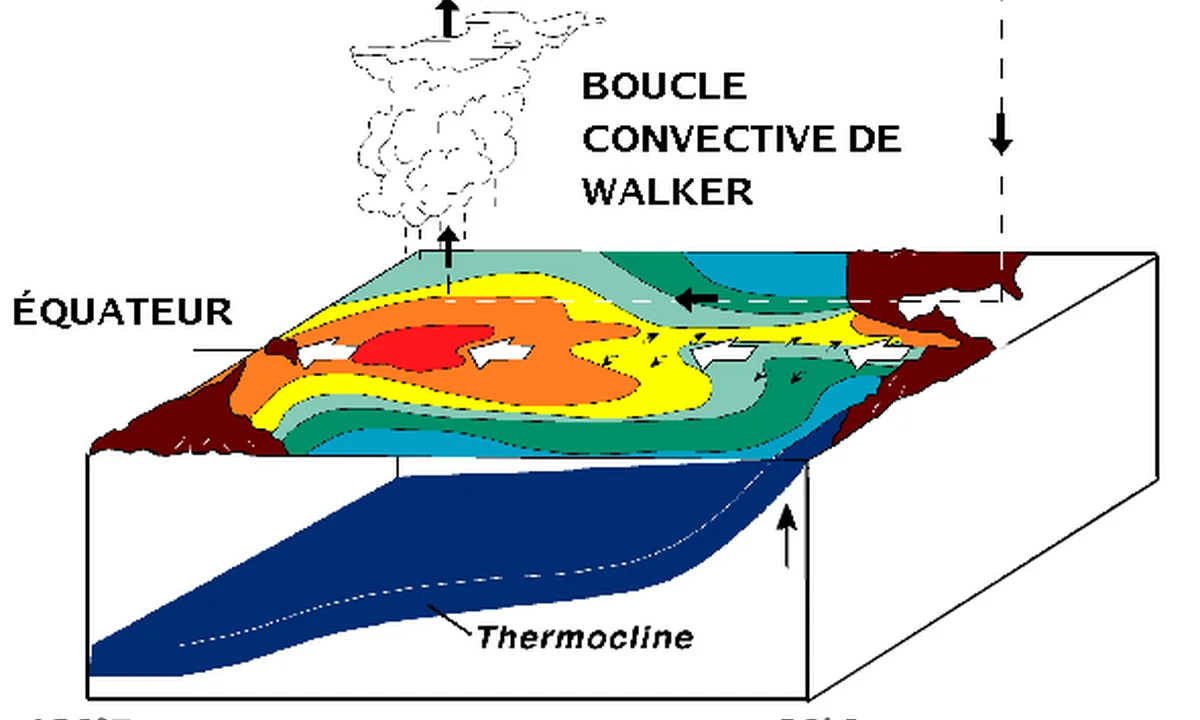 Imagen principal sobre La circulación de Walker