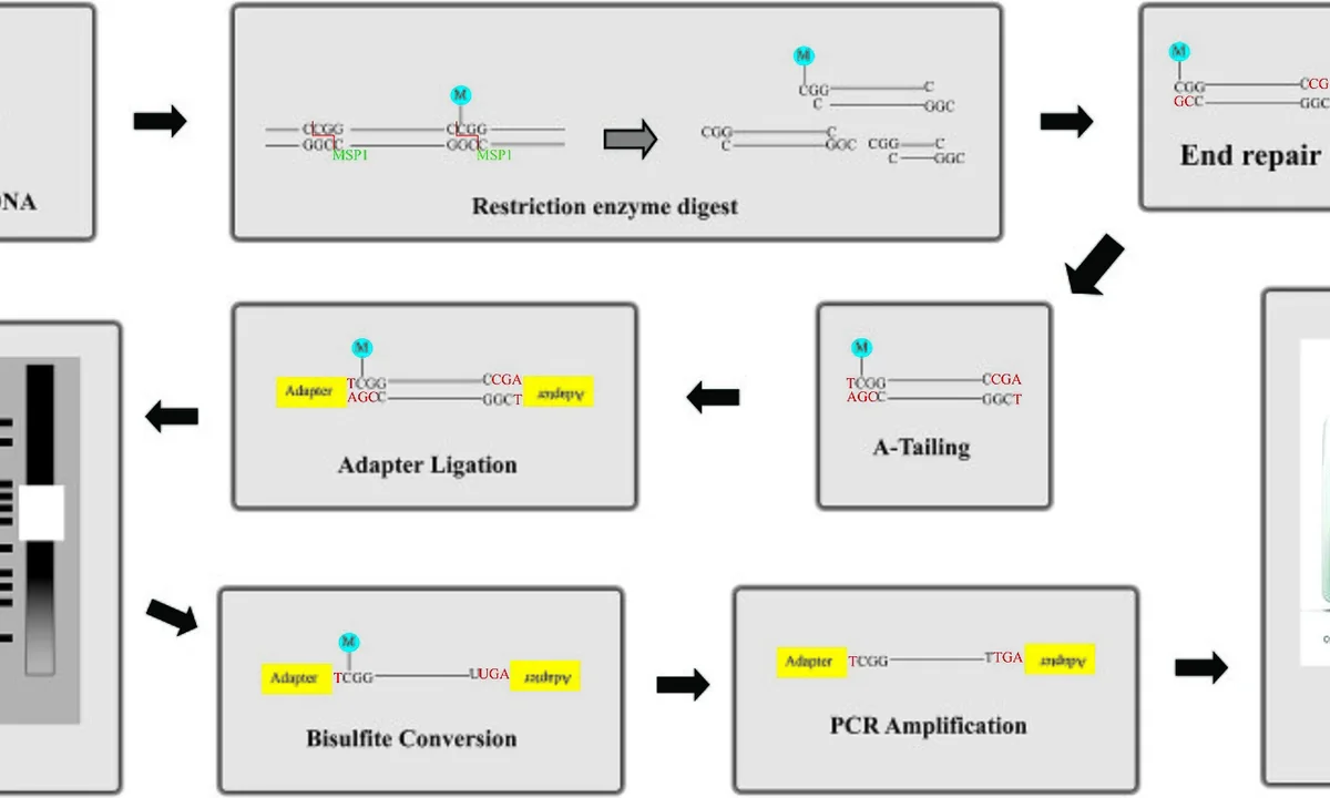 Imagen principal sobre La epistasis