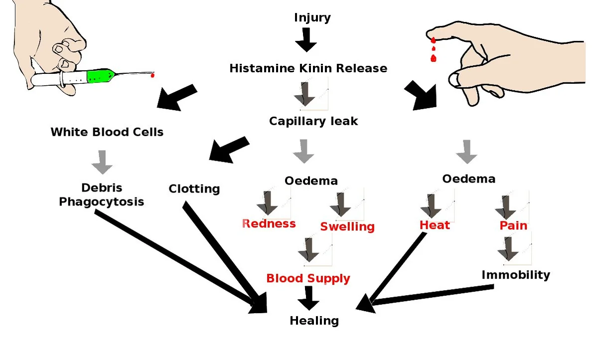 Imagen principal sobre La histamina