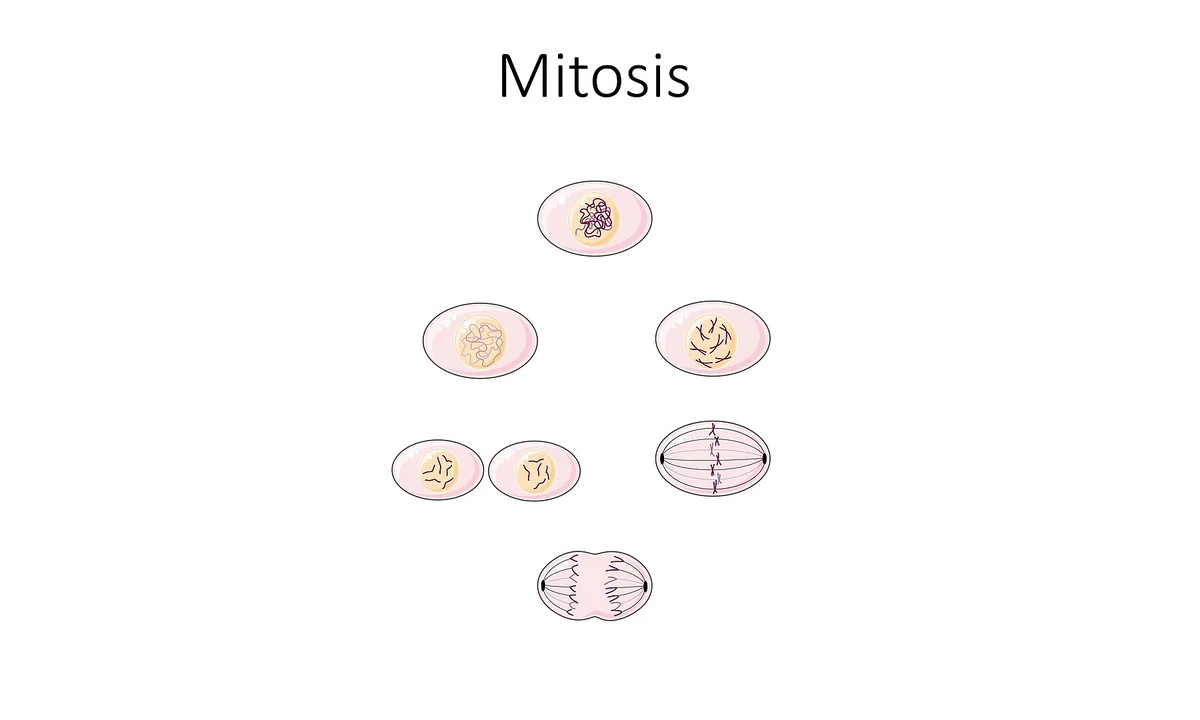 Imagen principal sobre La mitosis