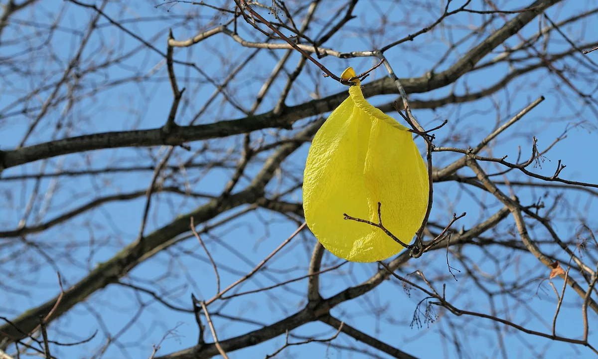 Imagen principal sobre La plasticidad