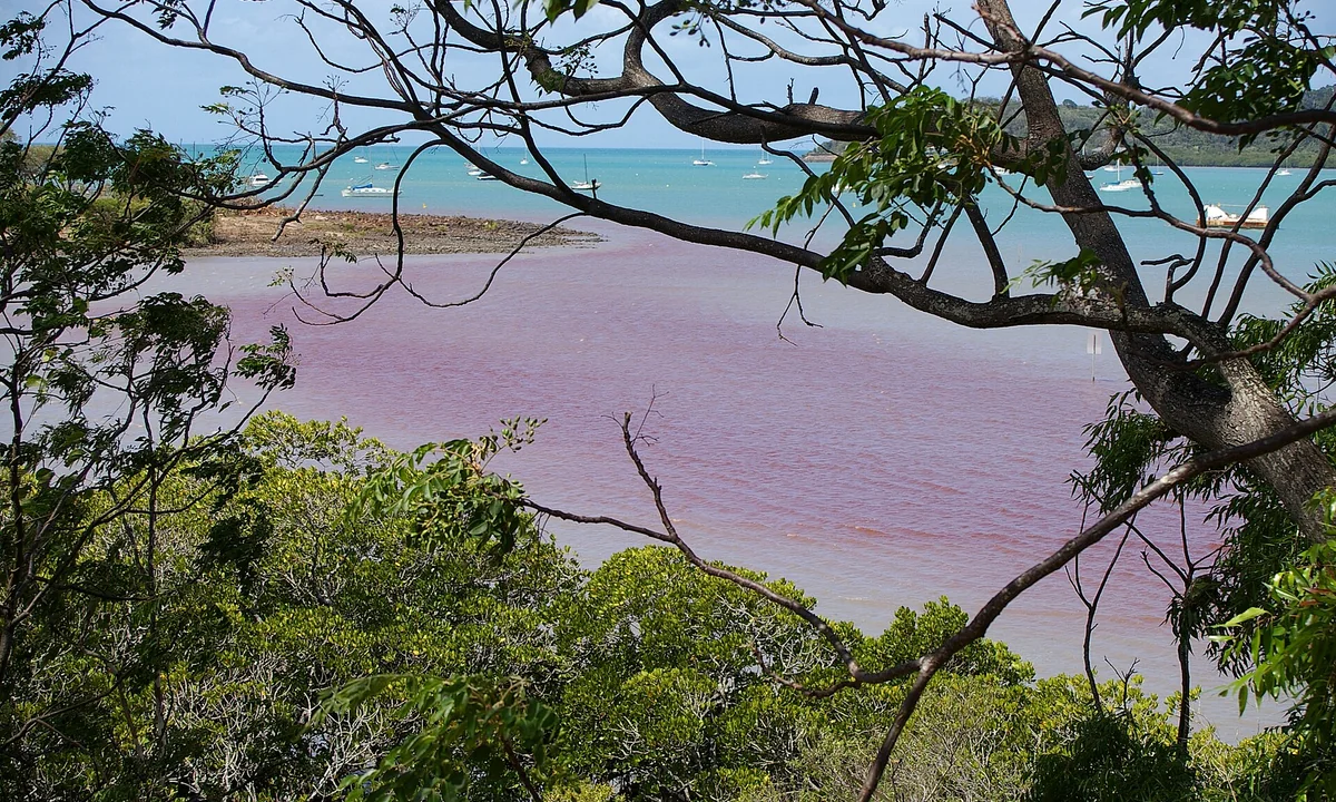 Imagen principal sobre Las mareas rojas