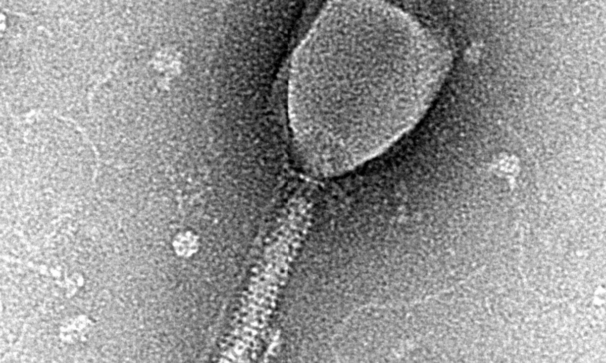 Imagen principal sobre Los bacteriófagos